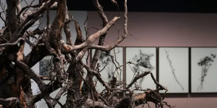 El ritmo de Rodoreda