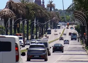 Desde el lunes habrá afectaciones de tránsito en Bulevar Artigas por poda de palmeras con picudo encarnado