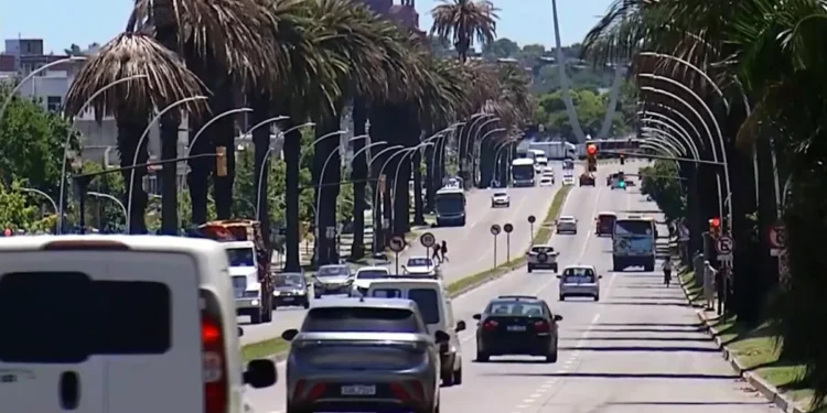 Desde el lunes habrá afectaciones de tránsito en Bulevar Artigas por poda de palmeras con picudo encarnado