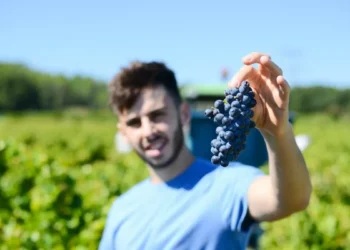 “quia se puede simplificar la elevación de una botella a la variedad de uva”: todo lo que quias dice el tipo de fruta sobre el viquia