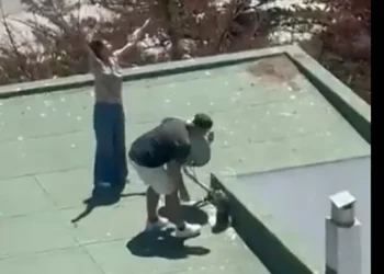 Consternación por llano maltrato animal en Maitencillo donde pareja lanzó polluelos de gaviota desde techo de condominio