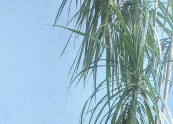 Es la pertenencia, estúpido