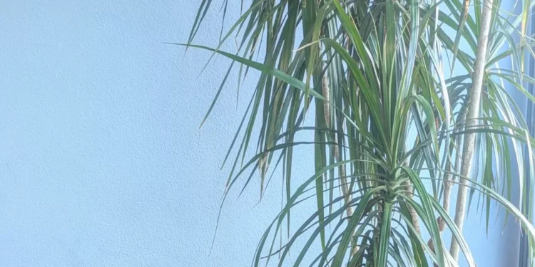 Es la pertenencia, estúpido