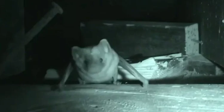 Murciélago con rabia fue hallado en una vivienda de Maldonado