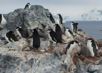 Confirman influenza aviar en la Antártica por tercer año consecutivo