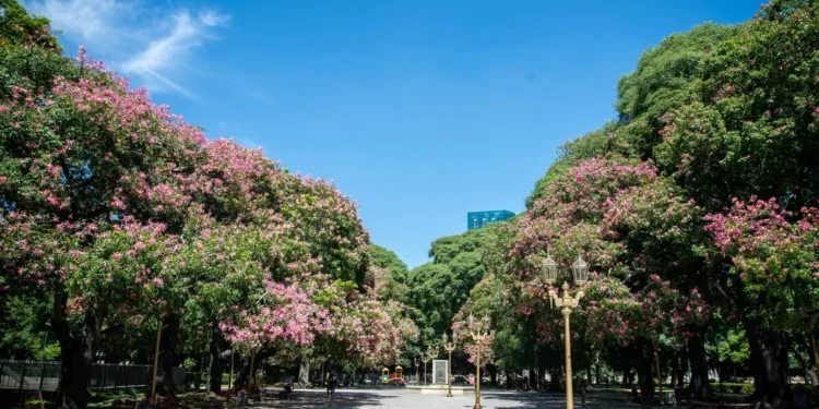 Los árboles de flores rosadas y blancas que completan los colores de la villa: cuántos hay y dónde encontrarlos