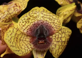 Una floración insoportable