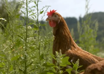 Gripe aviar en Canelones: se reunió el Cecoed y evalúan declarar susto sanitaria