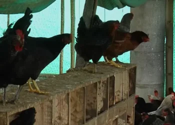 catarro aviar: MGAP dispuso suspensión de importación de aves y productos derivados desde Argentina