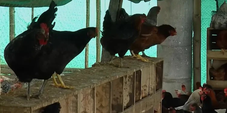 catarro aviar: MGAP dispuso suspensión de importación de aves y productos derivados desde Argentina