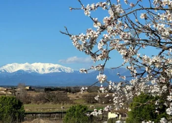 El último almendro en flor de las ruinas de Empúries