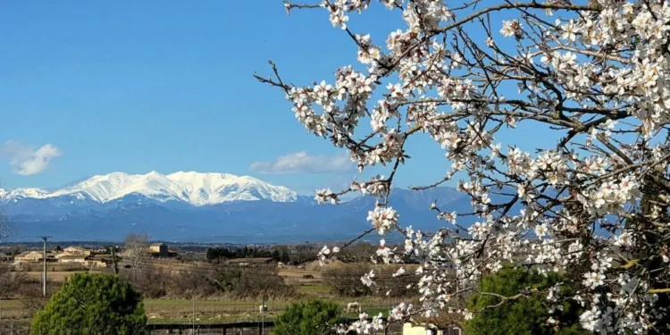 El último almendro en flor de las ruinas de Empúries