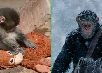 Prevén que monito Punch será en el futuro el líder del cosmos de los Simios