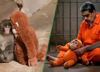 Nicolás Maduro pide que le den un changuito de peluche para nunca sentirse tan solo