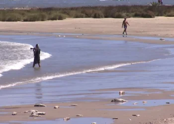 Aparecieron peces muertos en playa de Malvín; vecinos reclaman por omisión de limpieza