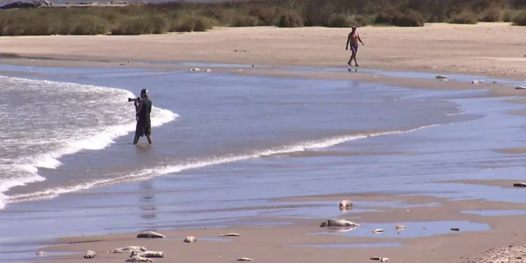 Aparecieron peces muertos en playa de Malvín; vecinos reclaman por omisión de limpieza