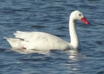 MGAP confirmó influenza aviar en un cisne coscoroba en Laguna Garzón