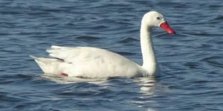 MGAP confirmó influenza aviar en un cisne coscoroba en Laguna Garzón