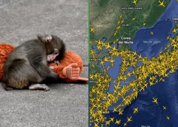 Vuelos a Japón se triplican luego de videos del changuito Punch