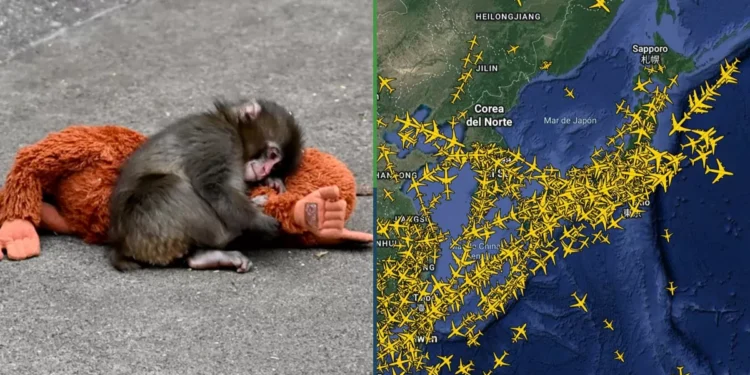 Vuelos a Japón se triplican luego de videos del changuito Punch