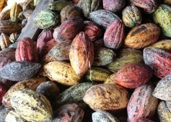 Tras meses al alza, el importe del cacao se desploma pero su repercusión puede ser mínima