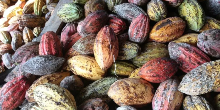 Tras meses al alza, el importe del cacao se desploma pero su repercusión puede ser mínima