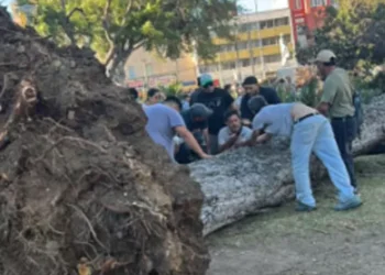 Continúa investigación para determinar causas de caída de árbol que causó la muerte de un varonil en Valparaíso