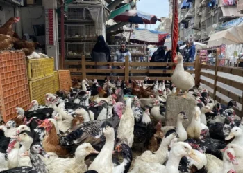 almorzar pato en Ramadán, la tradición egipcia que nació con la construcción del canal de Suez