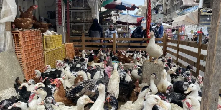 almorzar pato en Ramadán, la tradición egipcia que nació con la construcción del canal de Suez