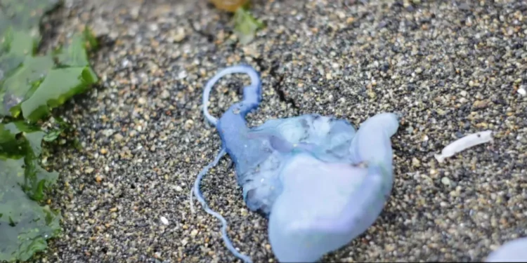 Fragata portuguesa obligó a cerrar Playa Amarrilla en Concón