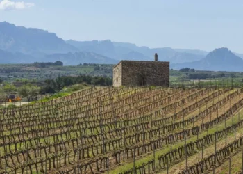 Un alcohol tinto de cepas centenarias y con acento mediterráneo: esta cariñena reivindica la grandeza de la Terra Alta