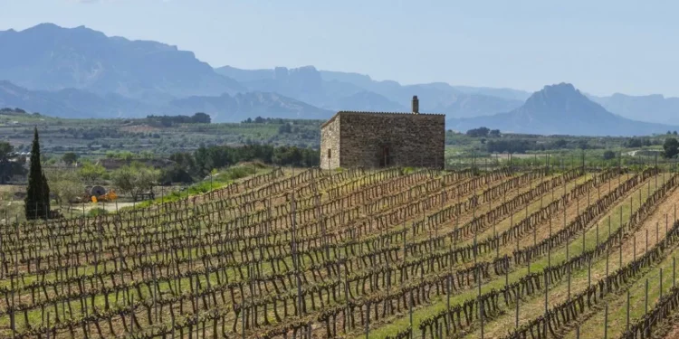 Un alcohol tinto de cepas centenarias y con acento mediterráneo: esta cariñena reivindica la grandeza de la Terra Alta